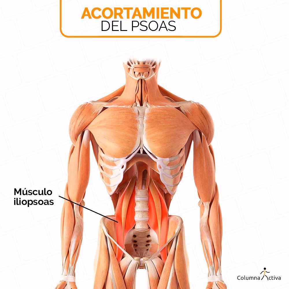 ¿Cómo liberar la tensión del psoas?
