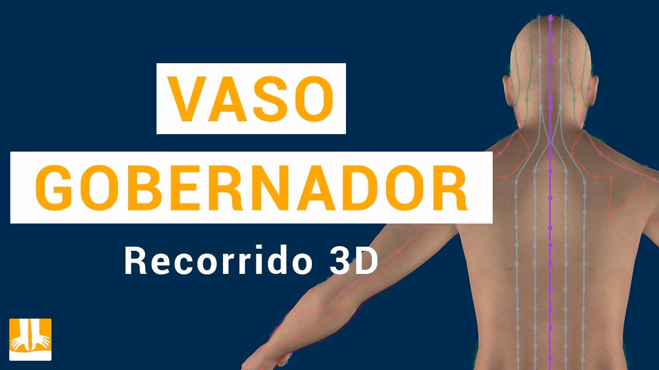 ¿Qué es el gobernador de los vasos sanguíneos?