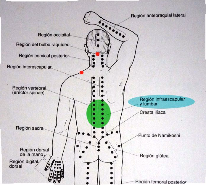 ¿Qué se regula en el bulbo raquídeo?