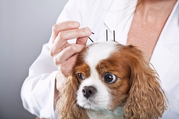 How much does acupuncture cost for a dog?