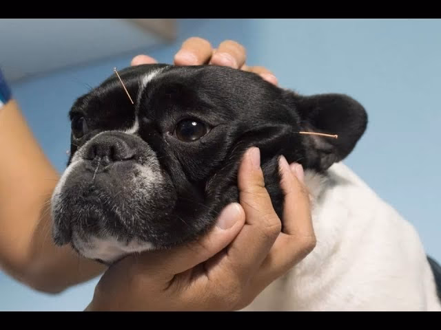 How often should I acupuncture for dogs?