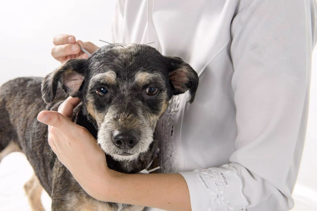 Do dogs enjoy acupuncture?