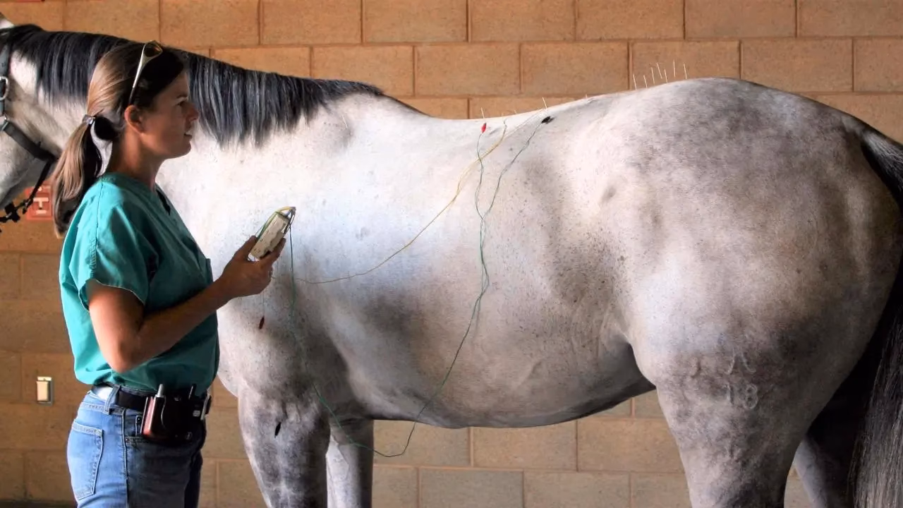 ¿Qué tan efectiva es la acupuntura en los caballos?