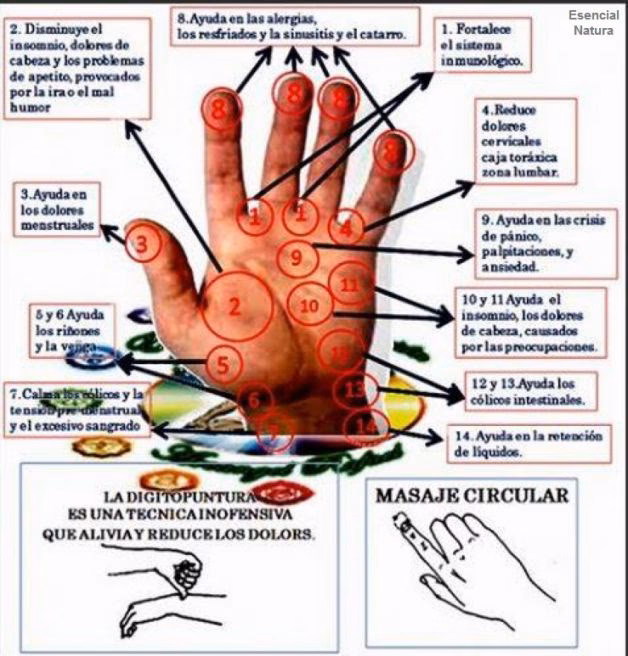 ¿Qué órgano representa el dedo pulgar?