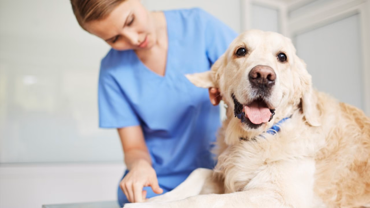 Quem pode fazer acupuntura veterinária?