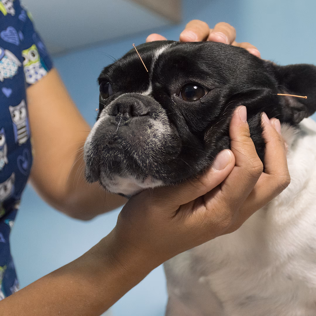 Quanto custa a acupuntura para pet?