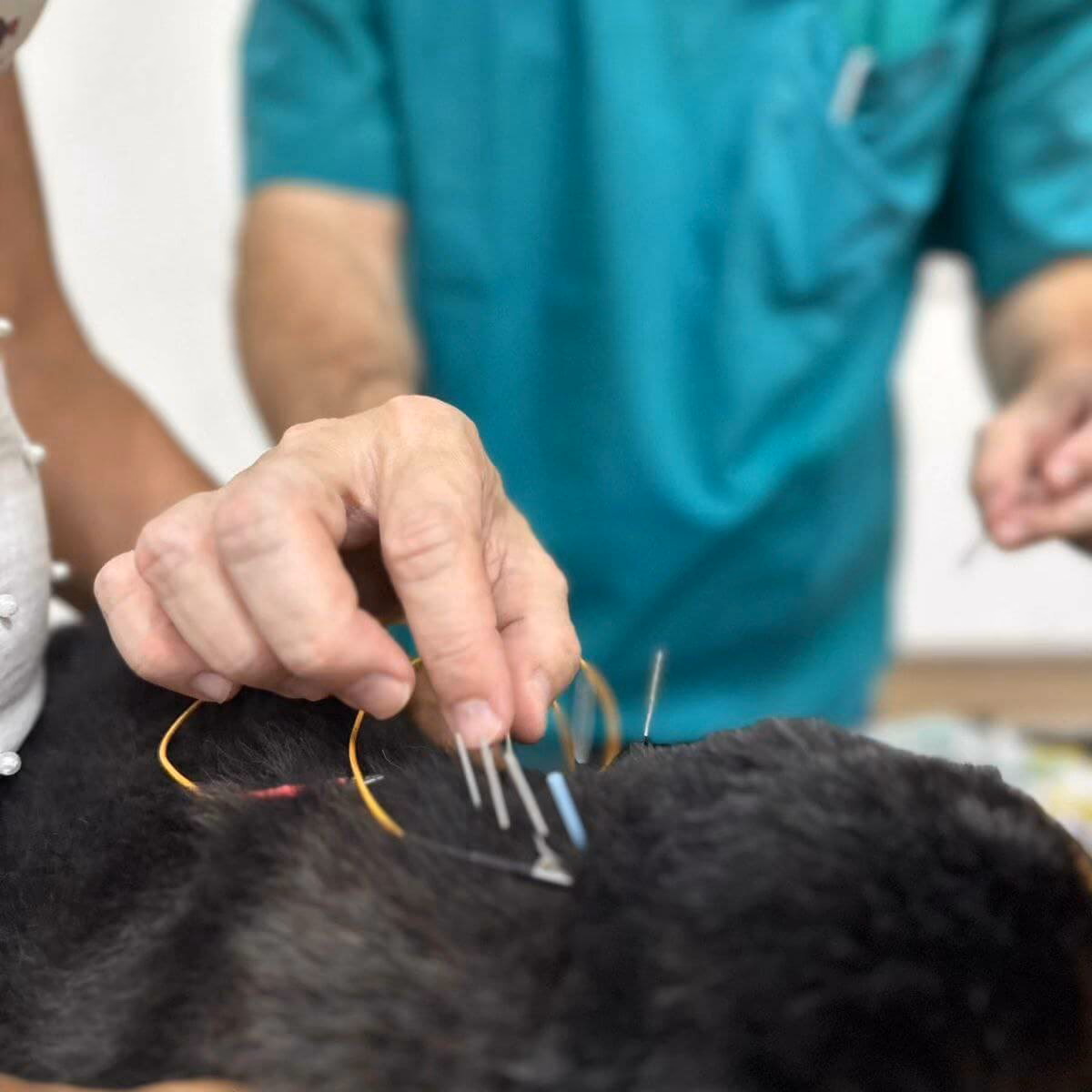 Quem pode fazer curso de acupuntura animal?