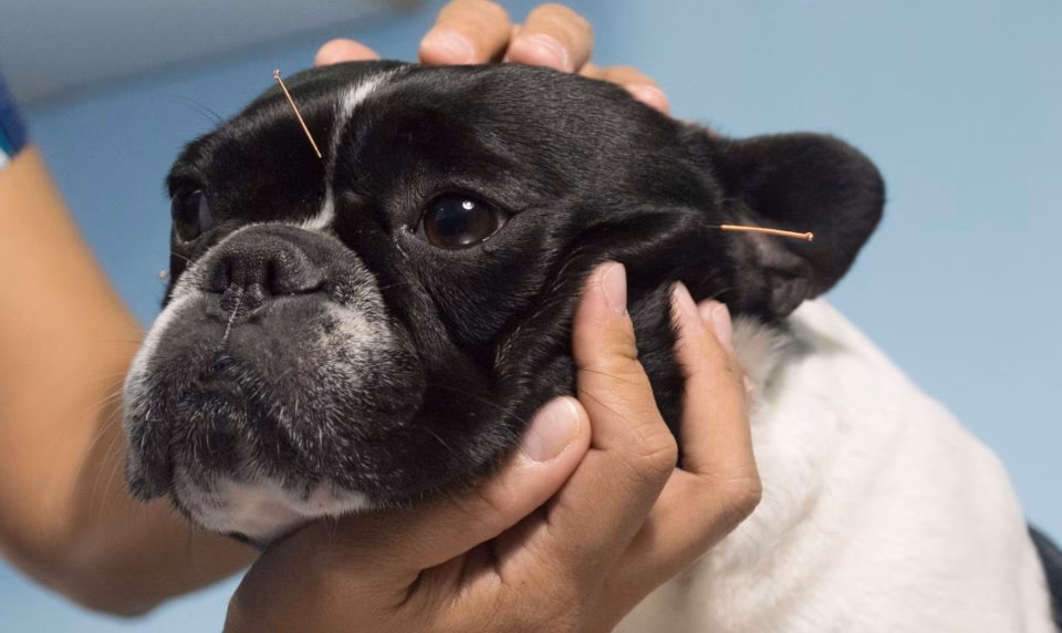 Como a acupuntura pode ser aplicada em animais com problemas musculares?