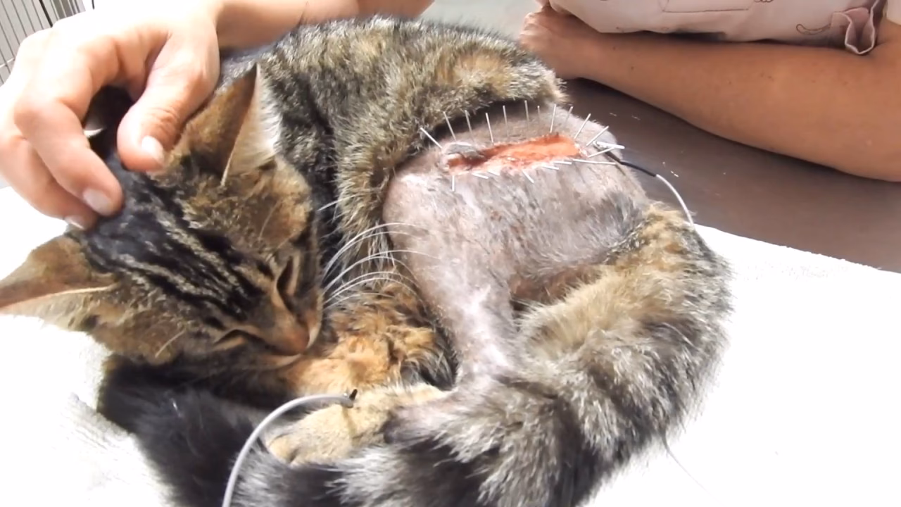 ¿Cuál es el tratamiento para el asma en gatos?