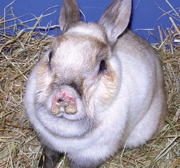 ¿Qué tipo de enfermedades puede causar dificultad para respirar en conejos?