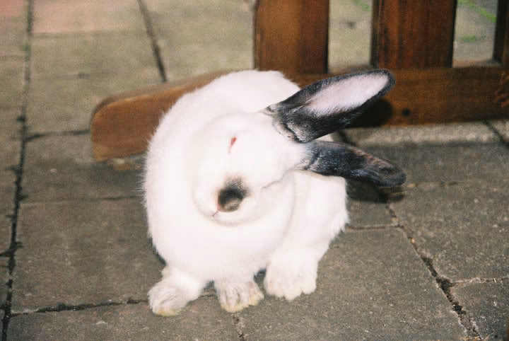 ¿Cómo curar problemas respiratorios en conejos?