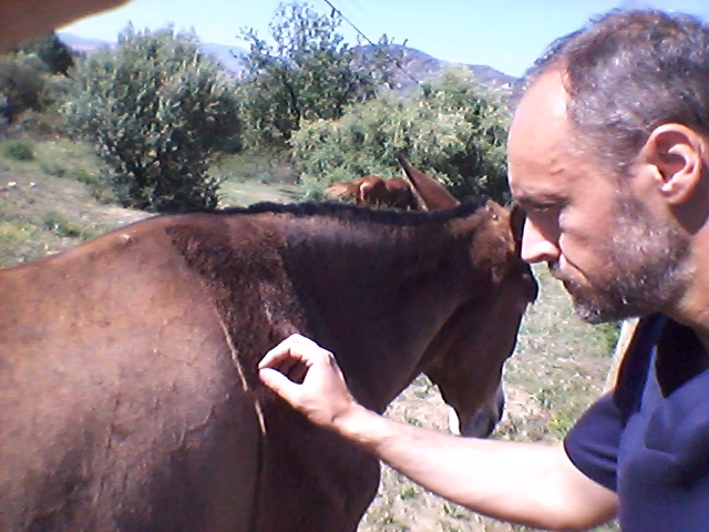 ¿Cuáles son las cuatro etapas del tratamiento de la laminitis?