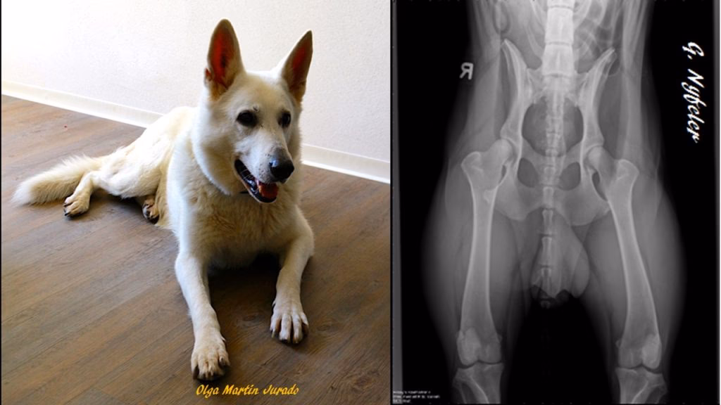 ¿Cuál es el mejor tratamiento para la displasia de cadera en perros?