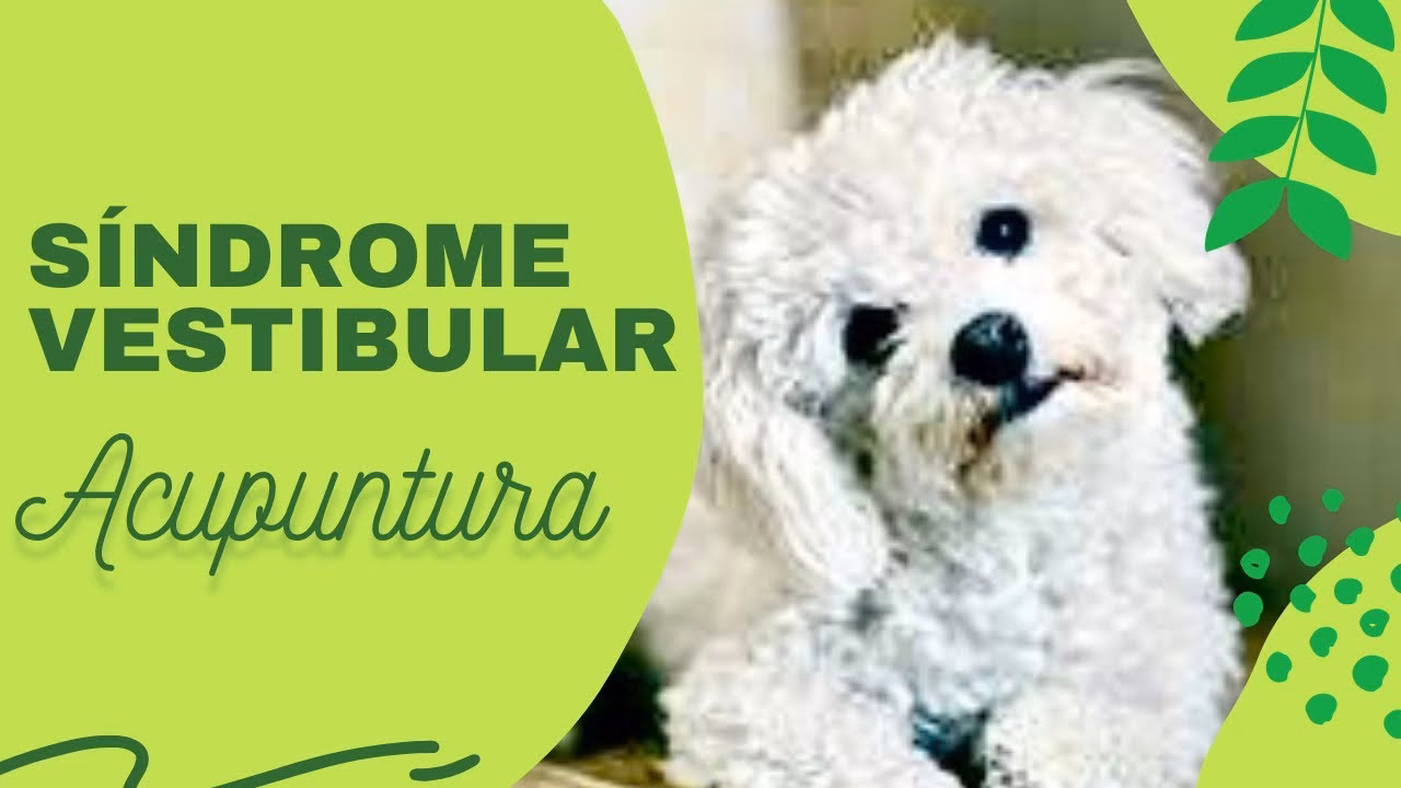 ¿Cuál es el mejor tratamiento para el vértigo vestibular?