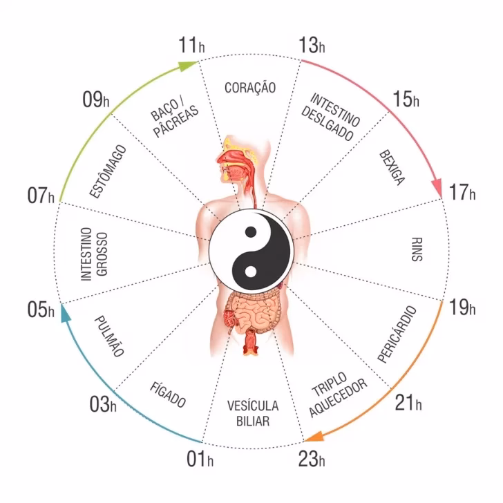 ¿Cuál es el horario de cada órgano del cuerpo?