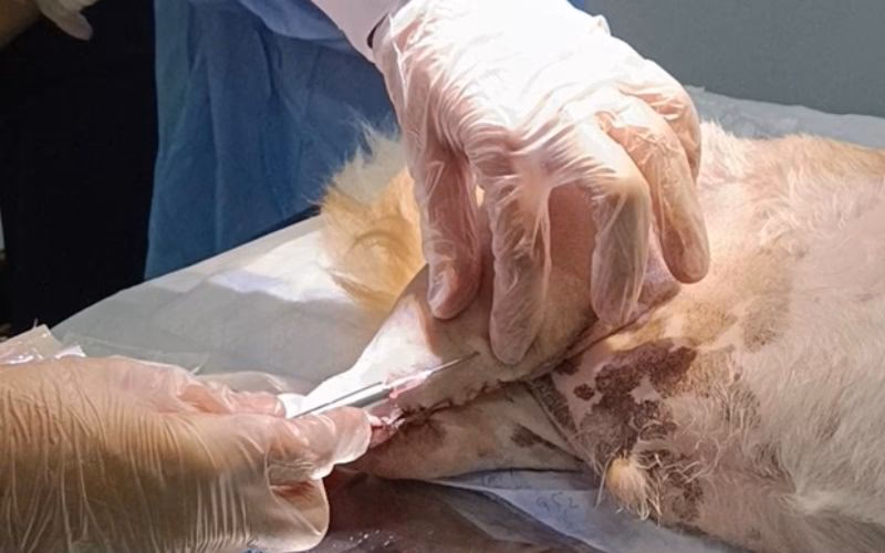 O que é o implante de ouro na acupuntura?