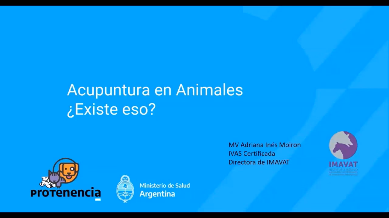 ¿Pueden los técnicos veterinarios realizar acupuntura?