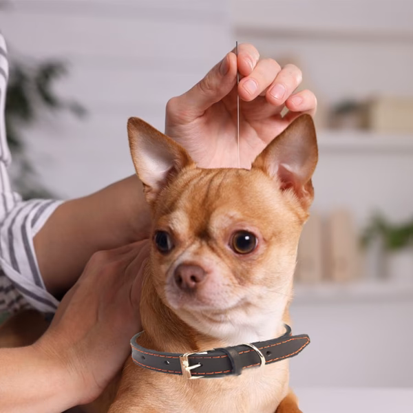 How much does laser acupuncture cost for dogs?