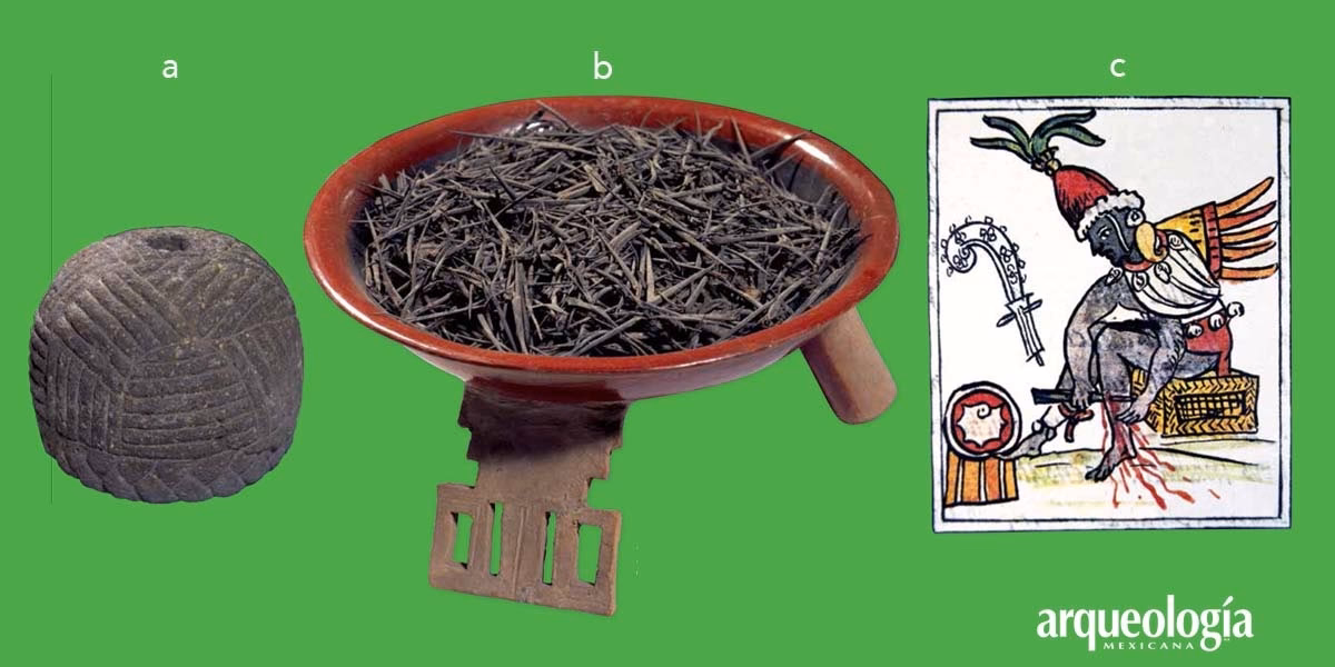 ¿Qué es maguey azteca?