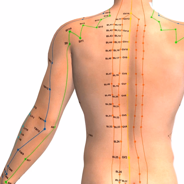 What are the 12 meridians of acupuncture?