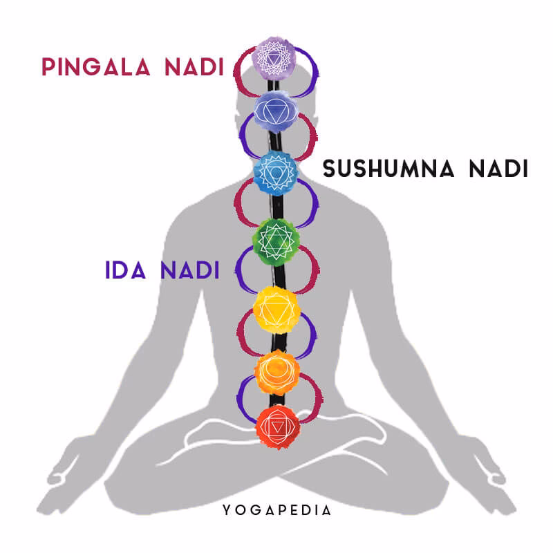 Which Asana purifies 72000 nadis?