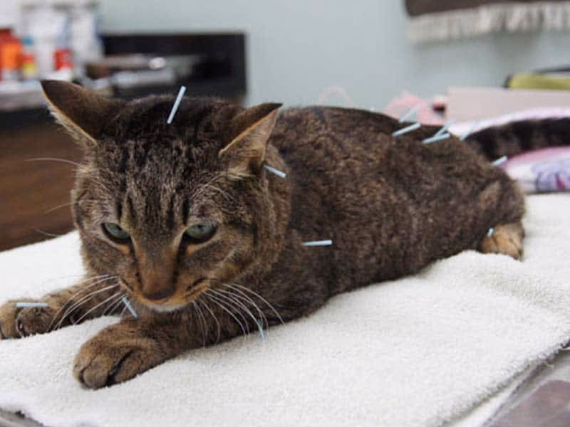 ¿Qué hacer para dejar de ser alérgico a los gatos?