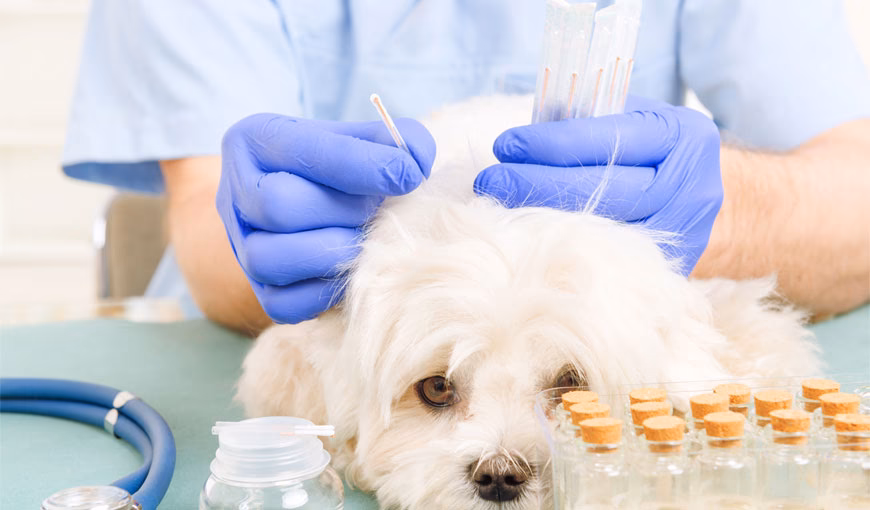 Quem pode fazer acupuntura em cachorro?