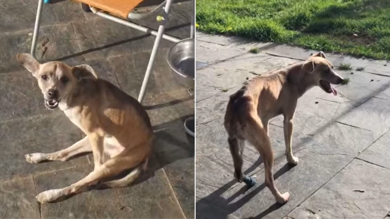 ¿Cómo ayudar a un perro paralizado a volver a caminar?