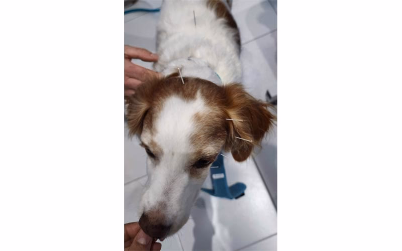 ¿Cómo se puede curar la parálisis facial en perros?