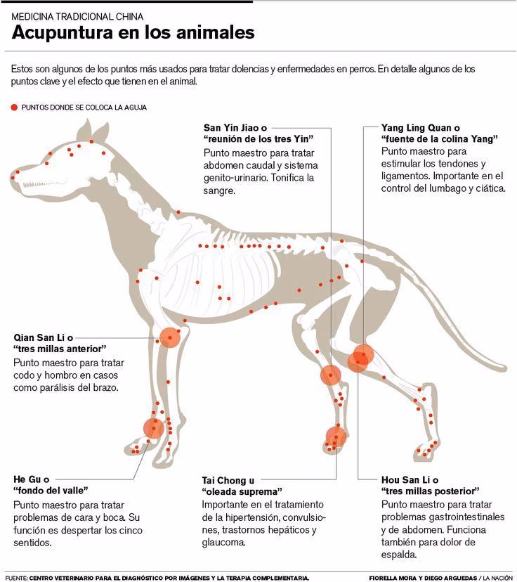 ¿Qué le puedo dar a mi perro para que se recupere del moquillo?