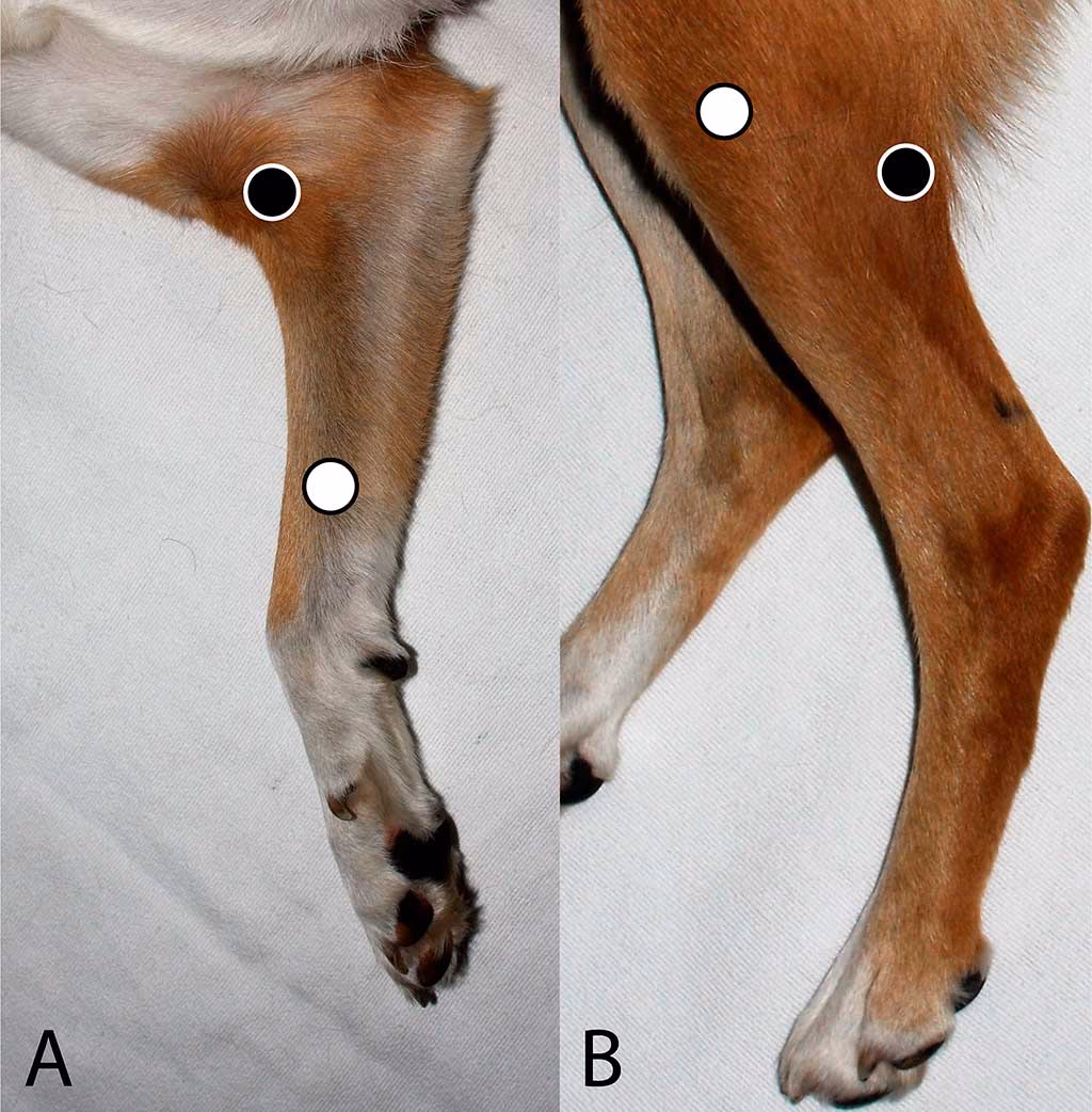 ¿Qué se le puede dar a un perro para calmar la agresividad?