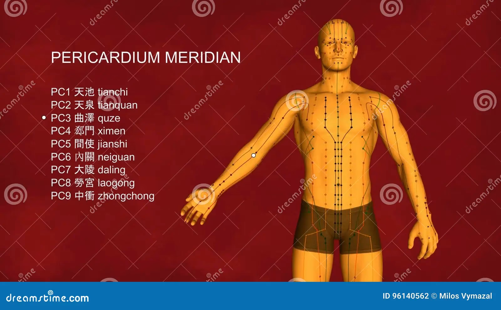 ¿Cuál es la función del pericardio en la acupuntura?