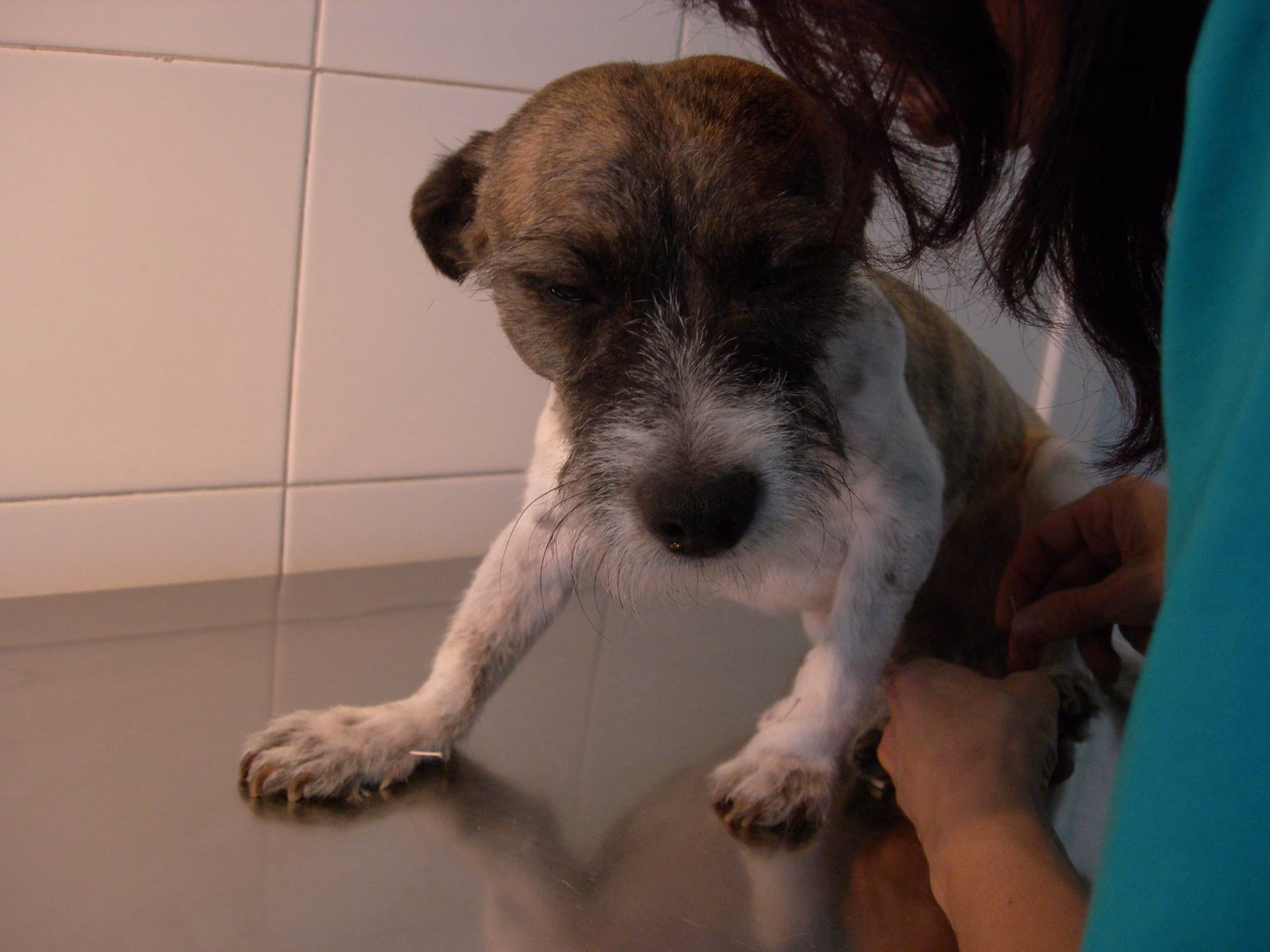 ¿Qué pasa si el moquillo llega al sistema nervioso?