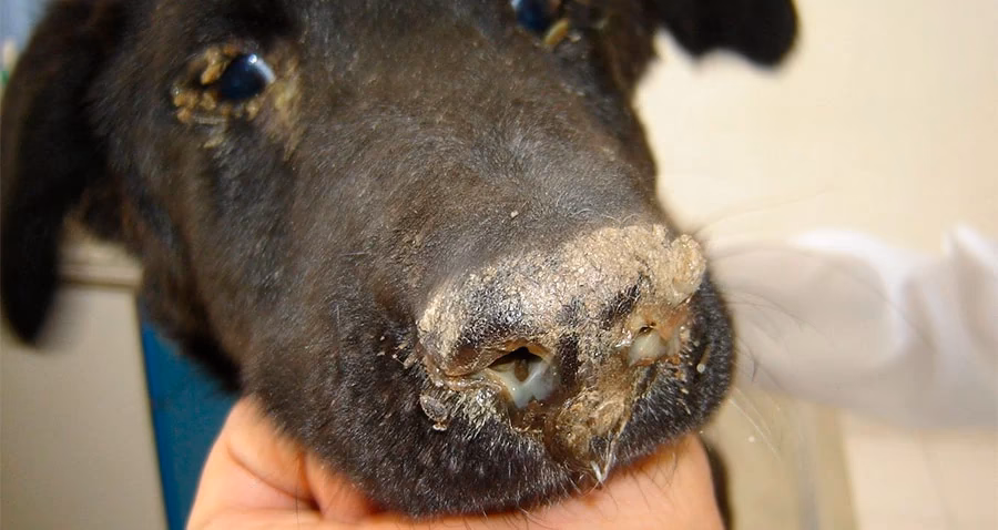 ¿Qué secuelas puede dejar el moquillo?