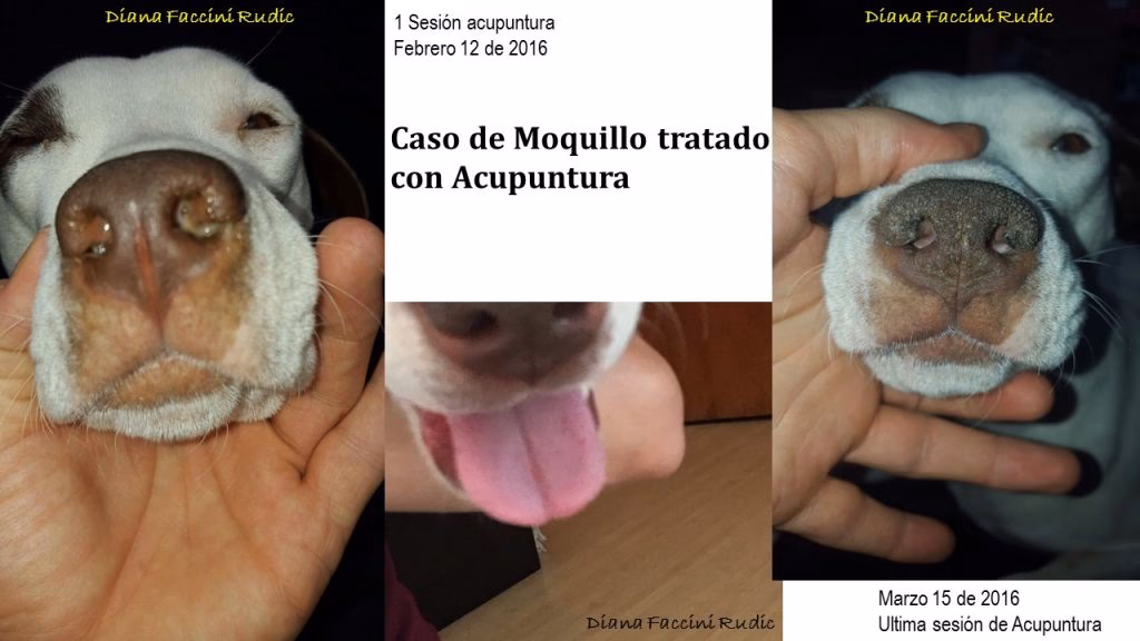 ¿Cómo tratar las secuelas nerviosas del moquillo?