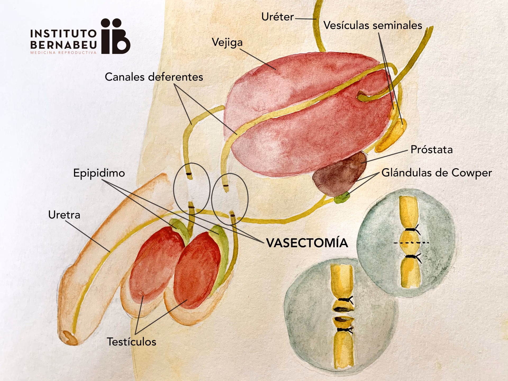 ¿Qué pierde el perro al castrarlo?