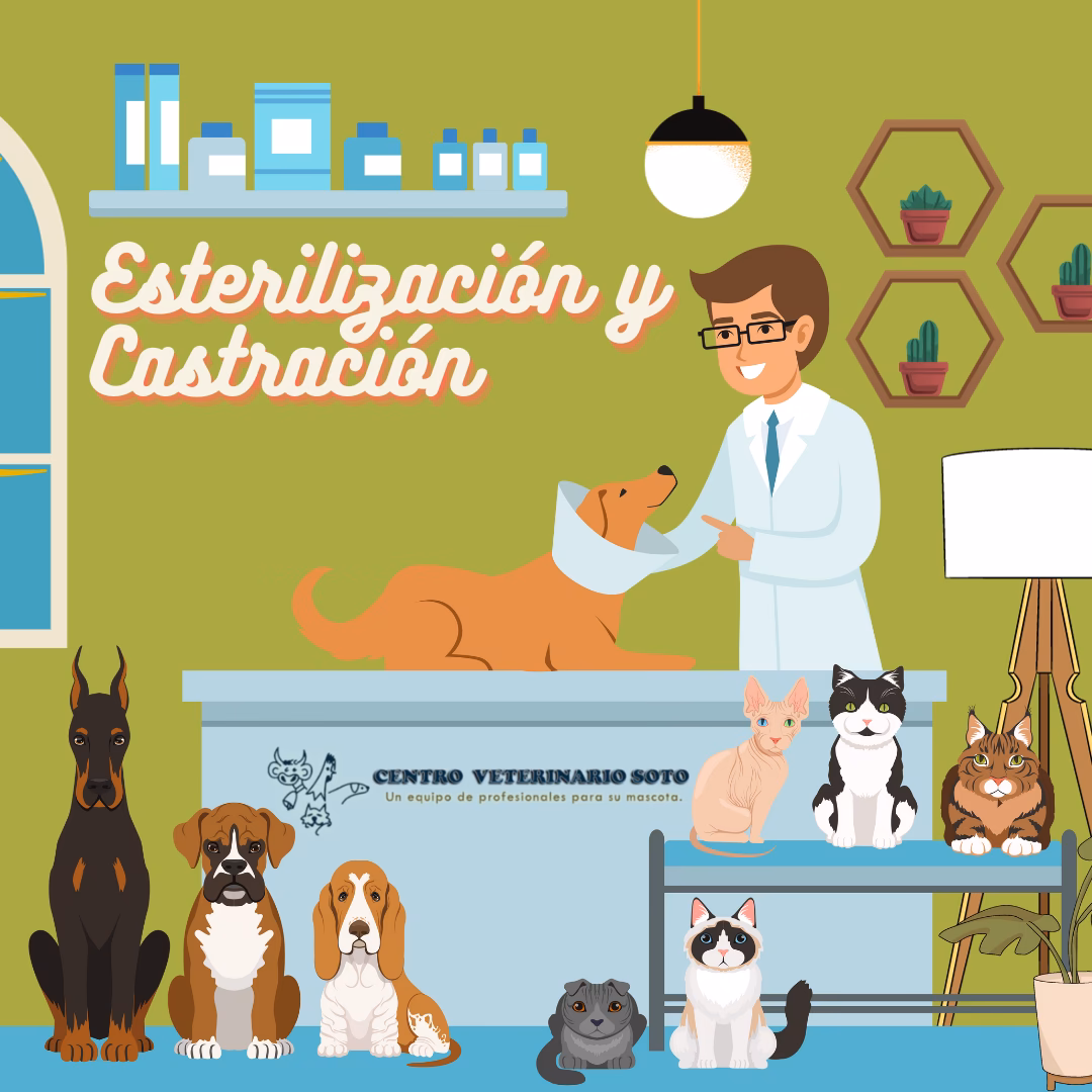 ¿Qué es la castración escrotal?