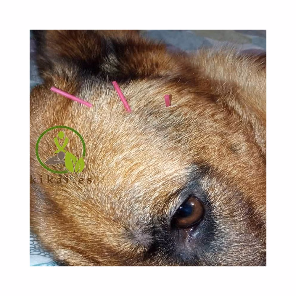 ¿Qué hago si no tengo dinero para un veterinario?