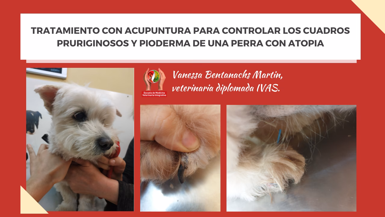 ¿La acupuntura ayuda a los perros con alergias?