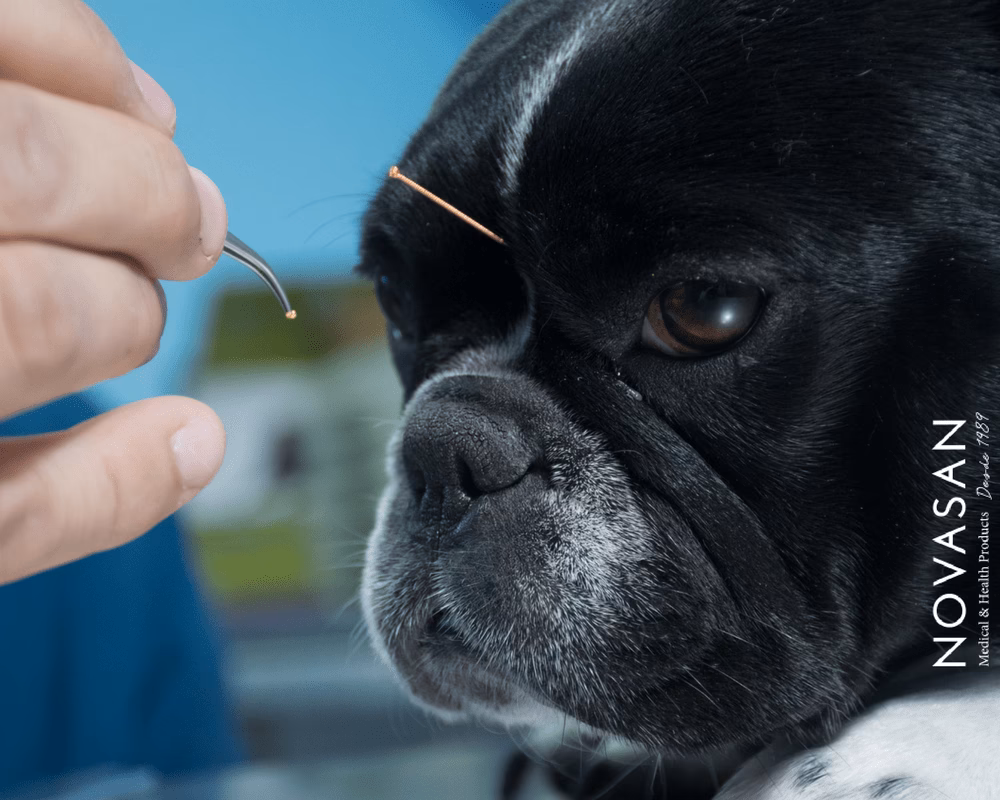 ¿Cuál es la historia de la acupuntura veterinaria?