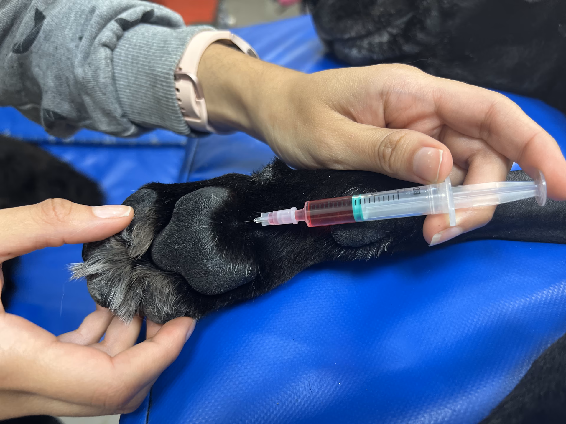 ¿Dónde estudiar veterinaria en Toluca?