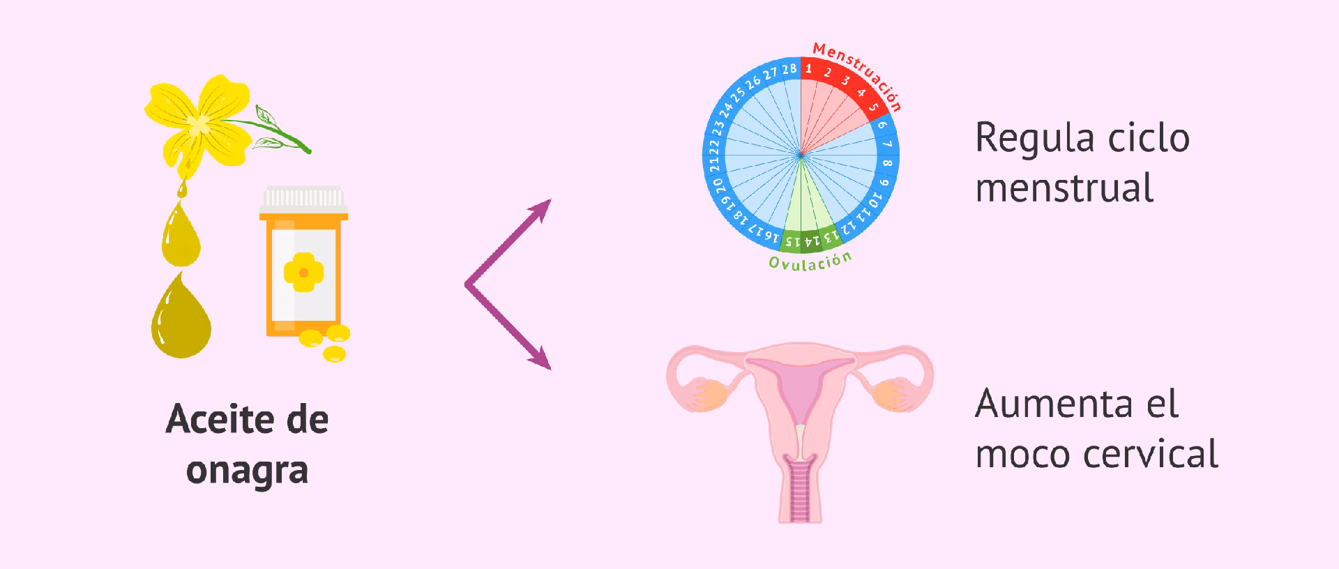 ¿Qué hormonas regula el aceite de onagra?
