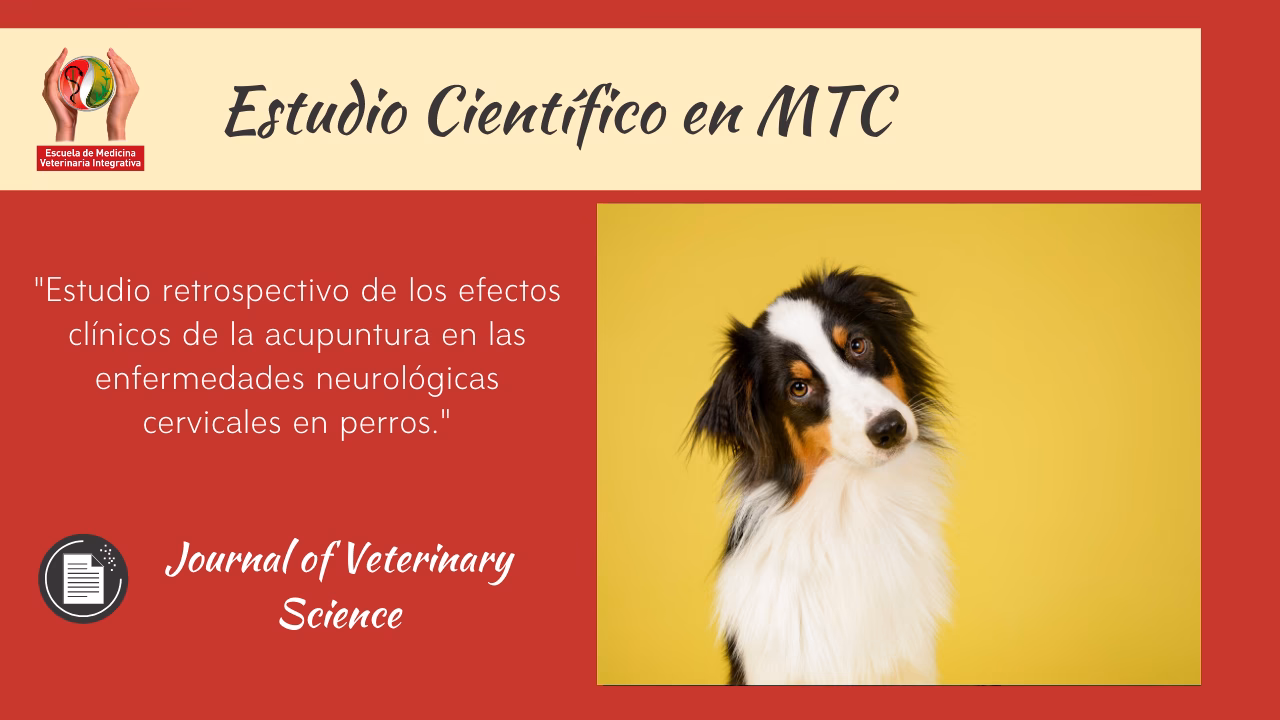 ¿Cuáles son los aspectos negativos de la acupuntura en perros?