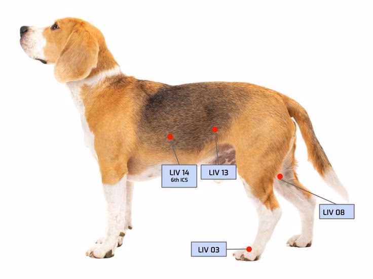 Can acupuncture help dogs with IVDD?