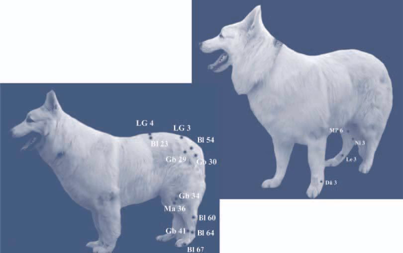 ¿Cómo curar la cauda equina en perros?