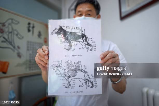 Do dogs have to be sedated for acupuncture?