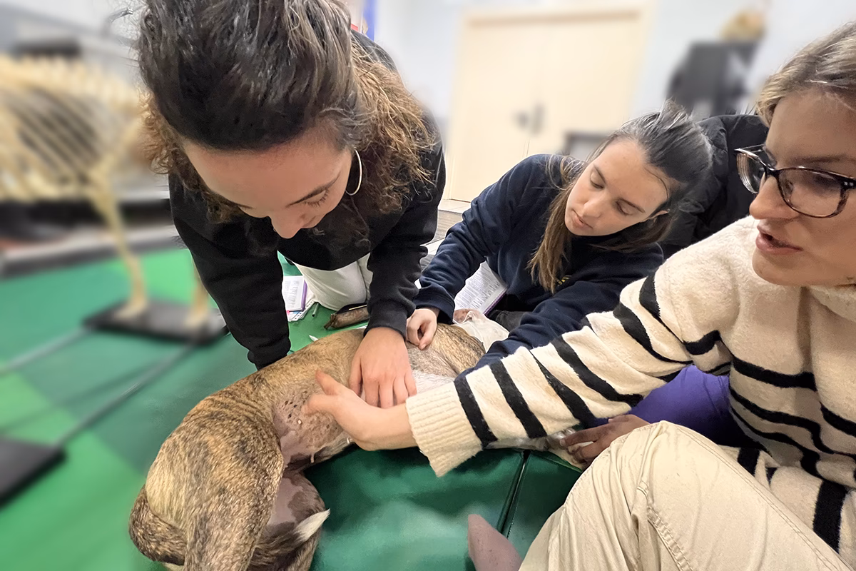 ¿Cuánto tiempo suele tardar los veterinarios en aprender los conceptos básicos de la acupuntura?