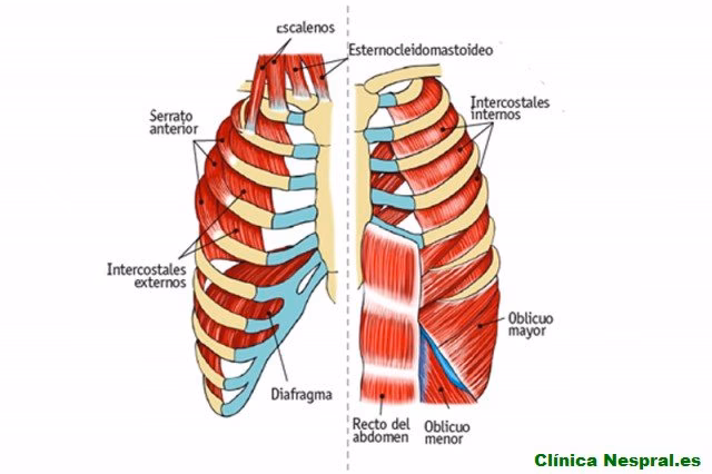 ¿Qué pasa si me duelen las costillas flotantes?