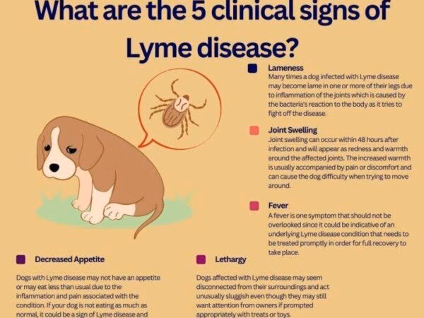 ¿Cómo se elimina la enfermedad de Lyme?