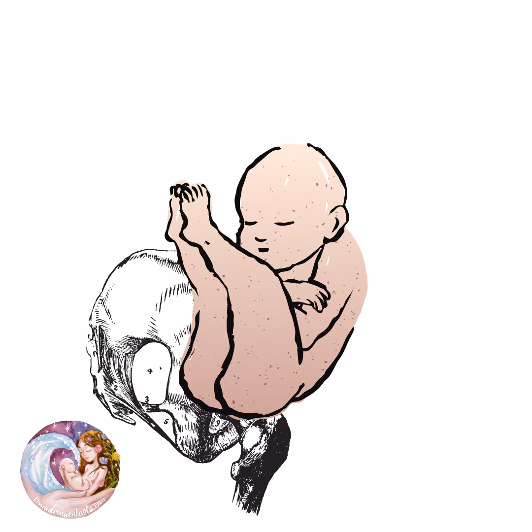 ¿Puede la acupuntura ayudar con la posición del bebé?